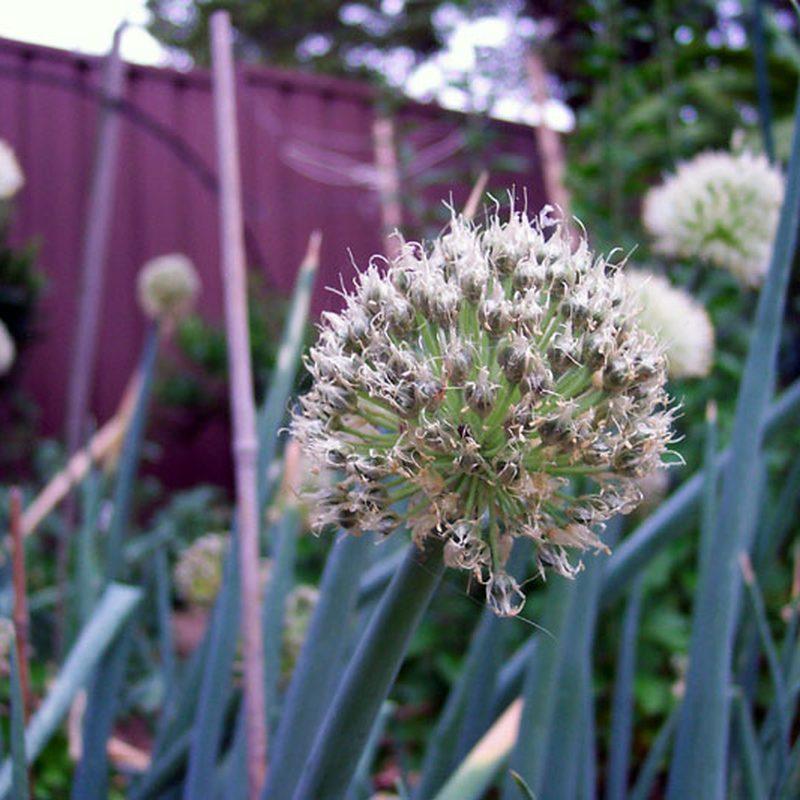 Échalote (Allium ascalonicum)
