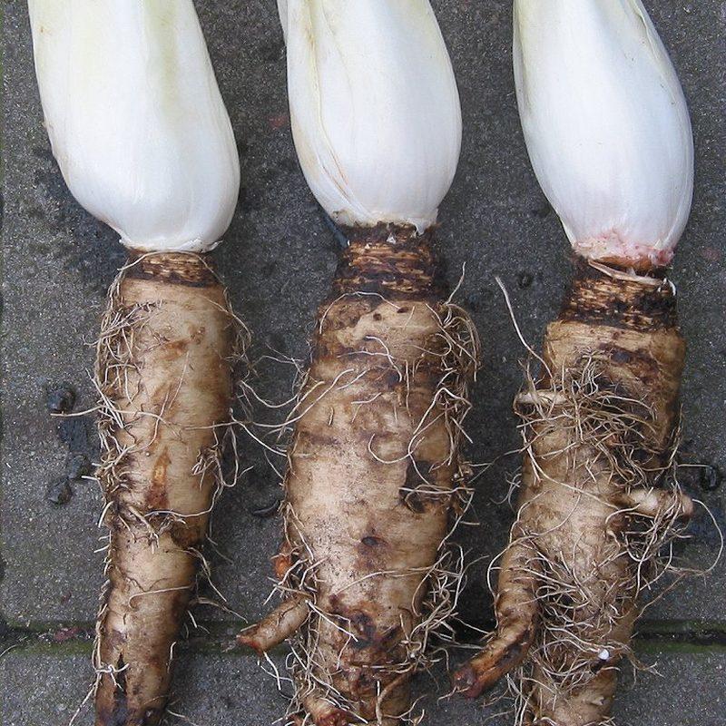 Endive (Cichorium intybus var. foliosum)