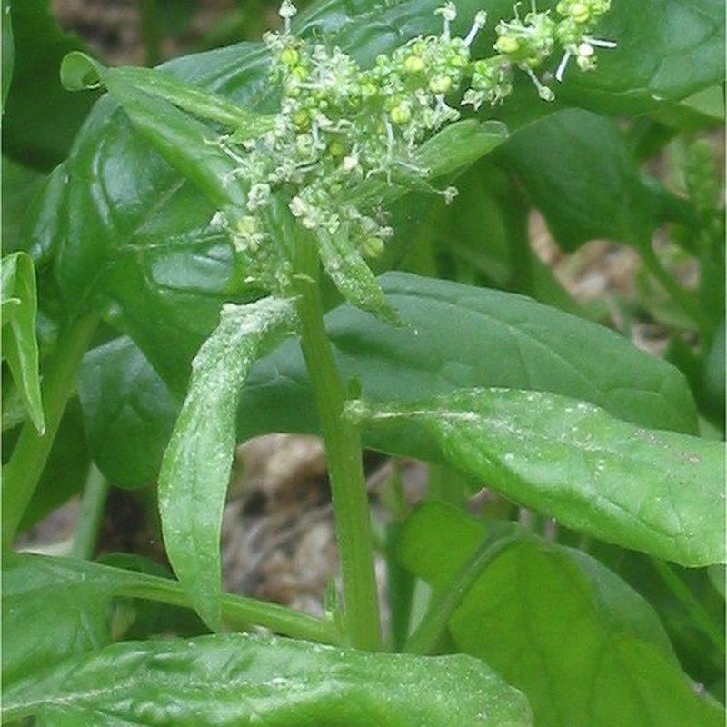 Épinard (Spinacia oleracea)