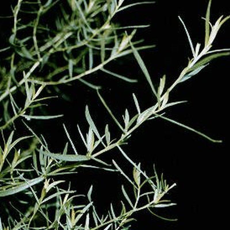 Estragon (Artemisia dracunculus)