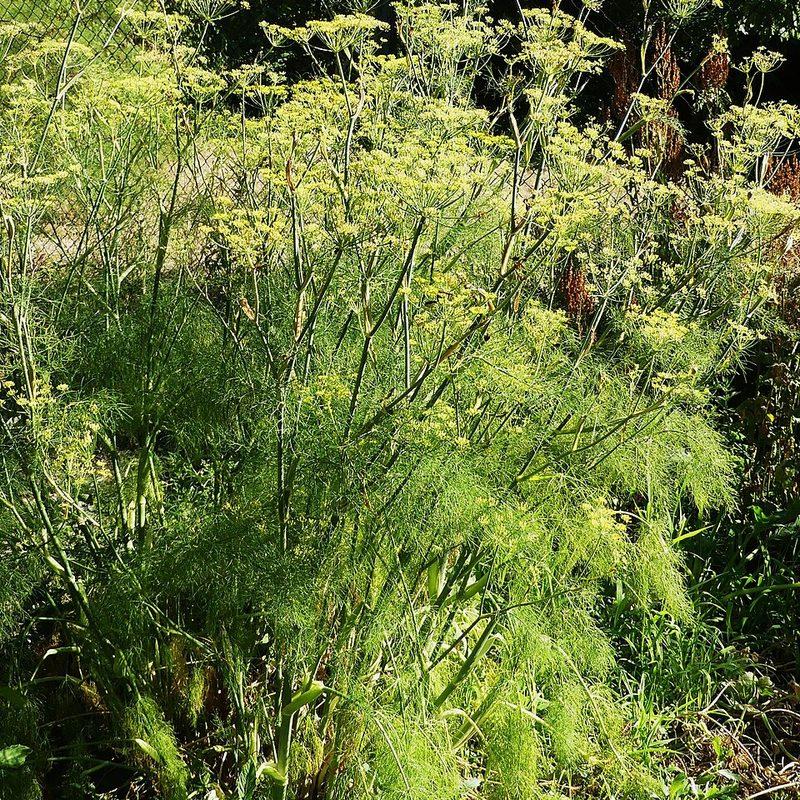 Fenouil (Foeniculum vulgare)