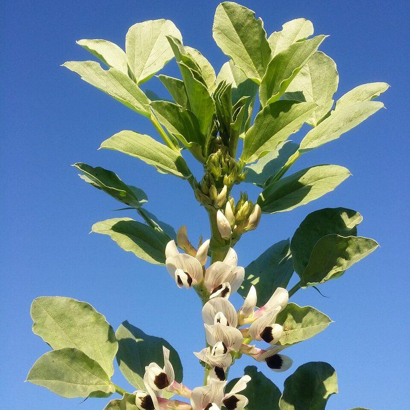 Fève (Vicia faba)