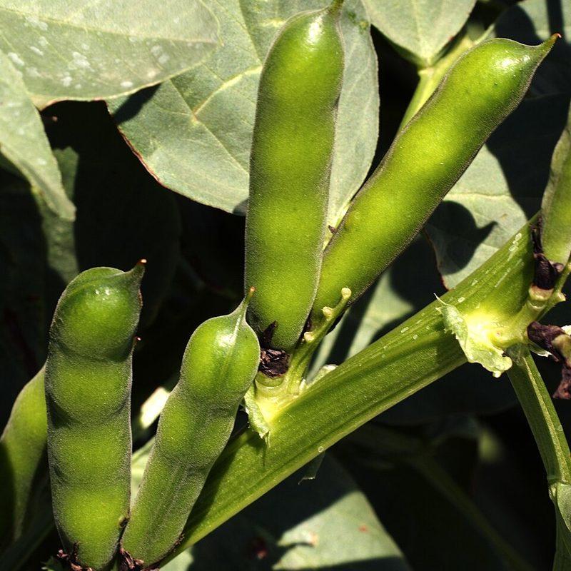 Féverole (Vicia faba var. minor)