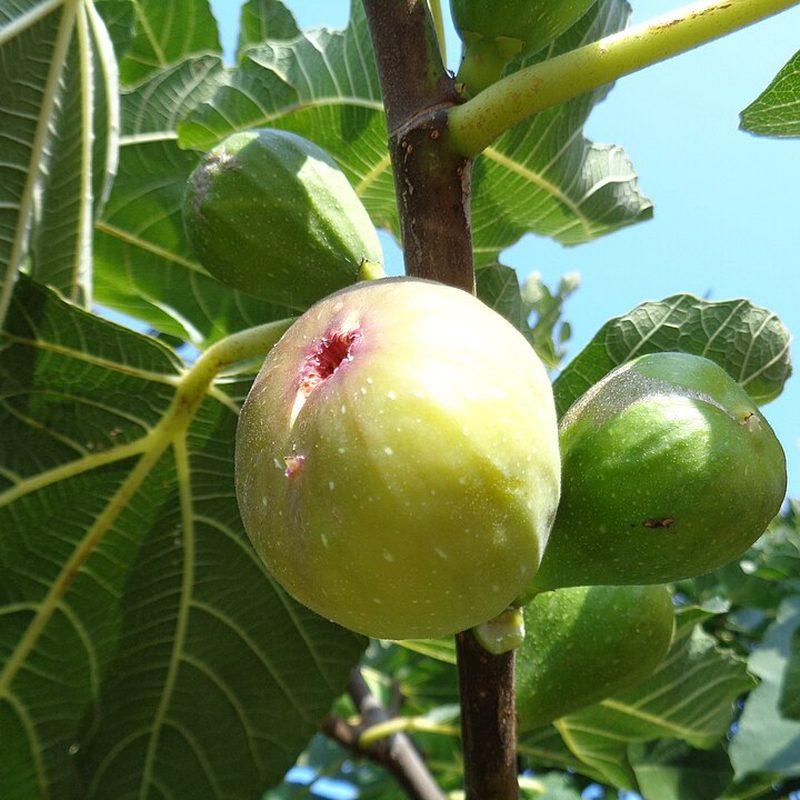 Figuier (Ficus carica)