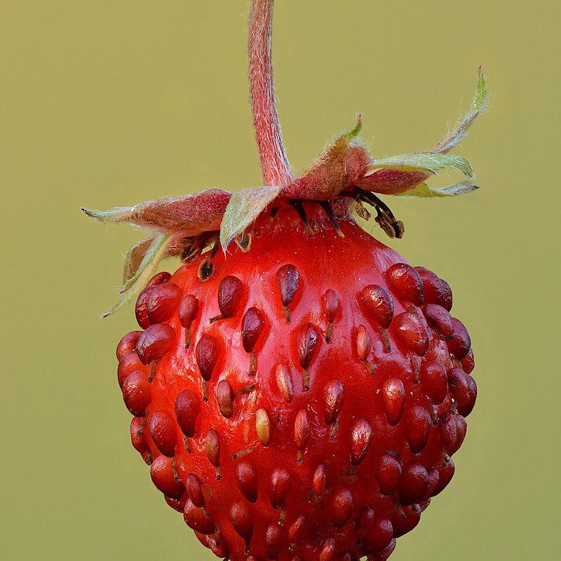 Fraisier des bois (Fragaria vesca)