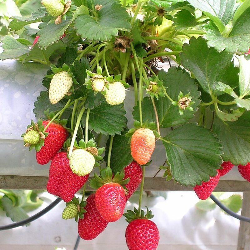 Fraisier (Fragaria × ananassa)