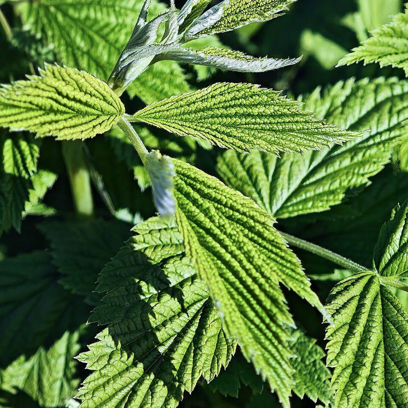 Framboisier (Rubus idaeus)