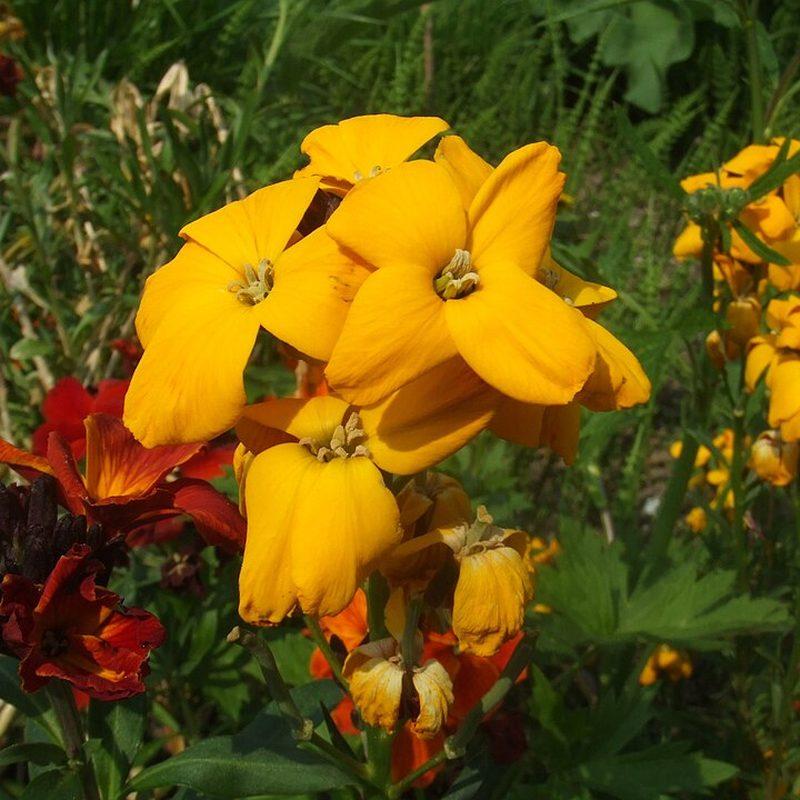 Giroflée ravenelle (Erysimum cheiri)
