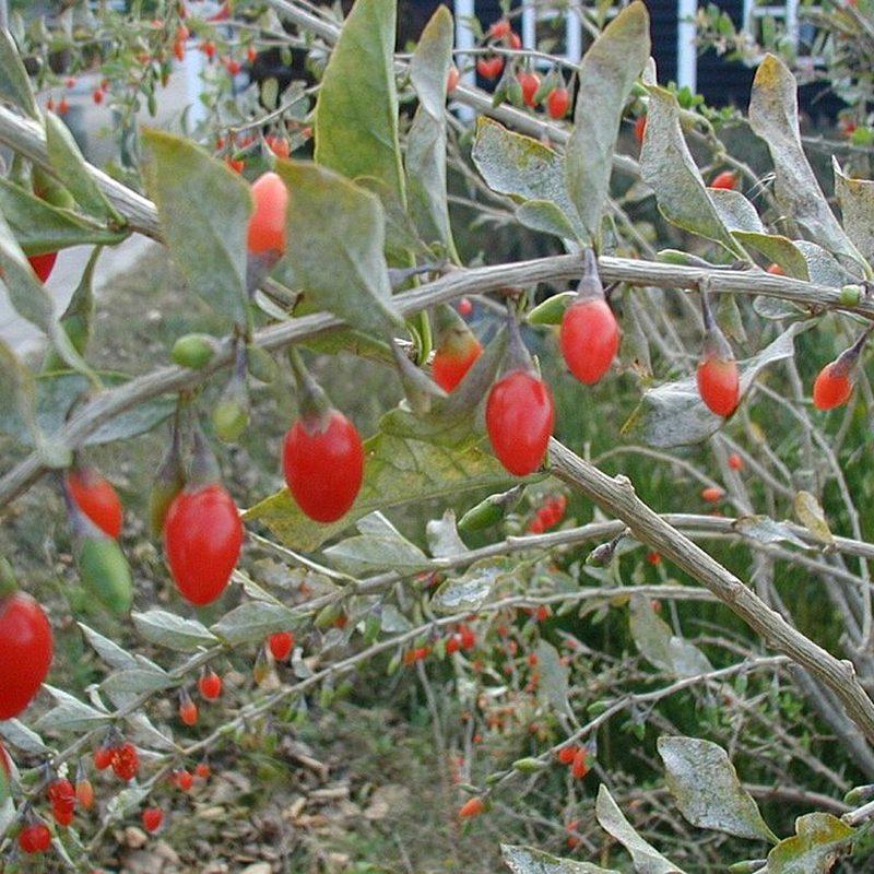 Goji (Lycium barbarum)