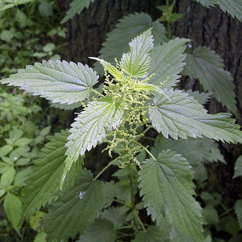 Grande ortie (Urtica dioica)