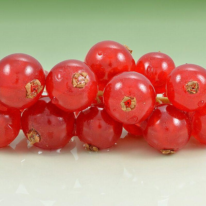Groseillier à grappes (Ribes rubrum)