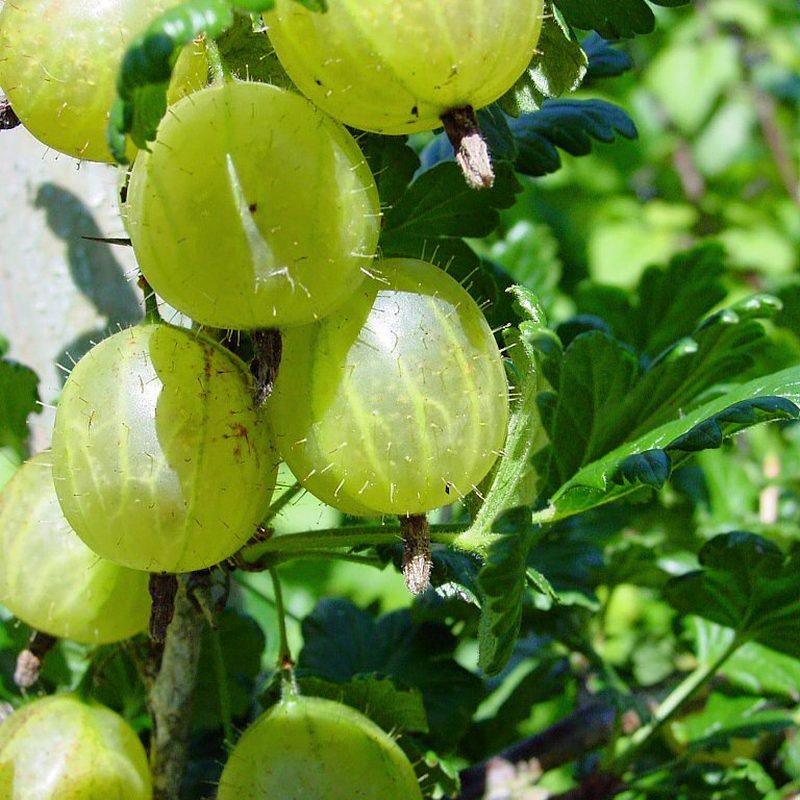 Groseillier à maquereau (Ribes uva-crispa)