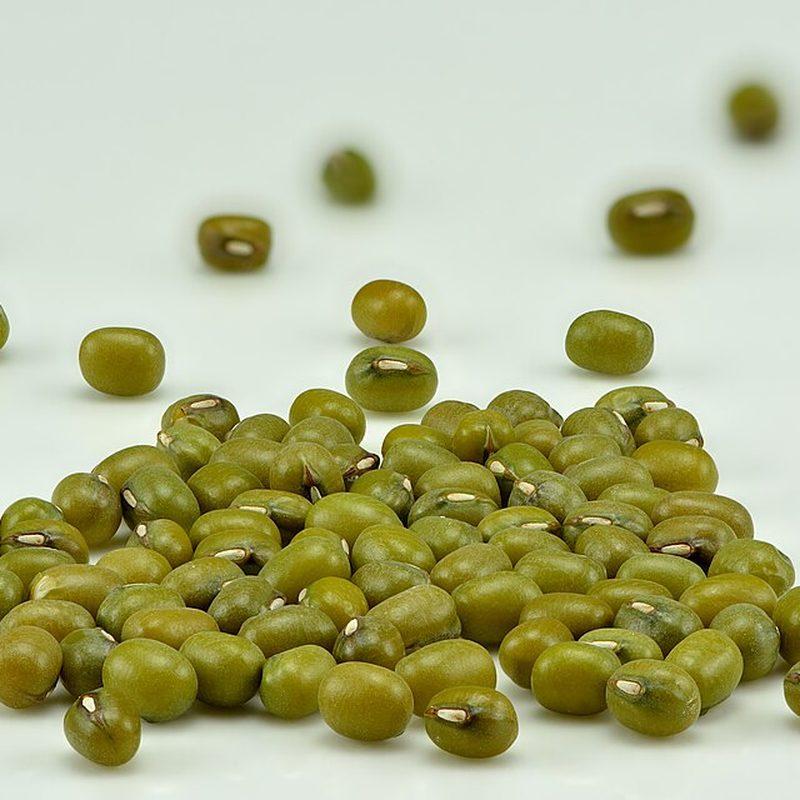 Haricot mungo (Vigna radiata)