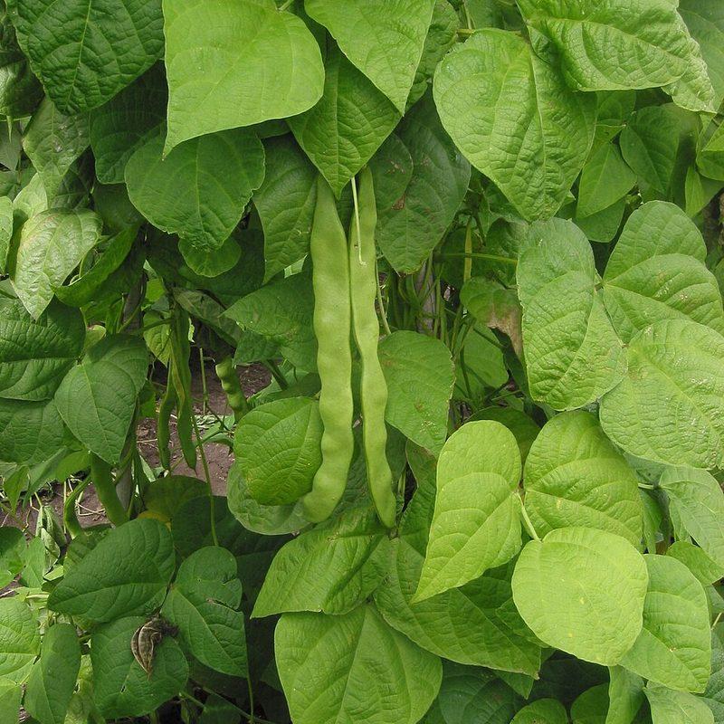 Haricot (Phaseolus vulgaris)