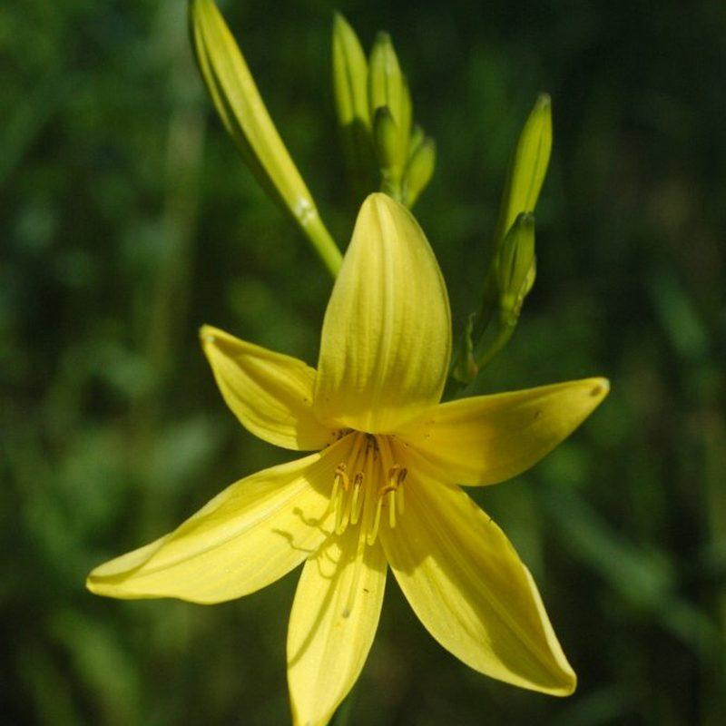 Hémérocalle (Hemerocallis)
