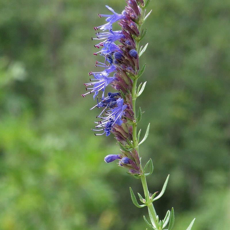Hysope (Hyssopus officinalis)