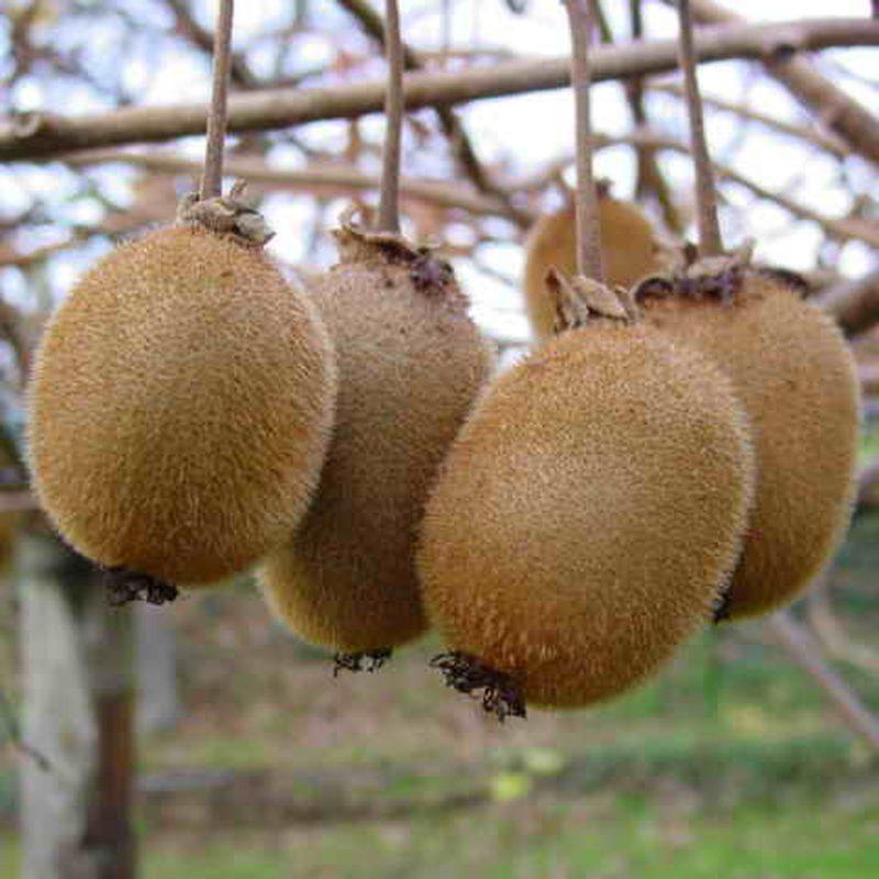 Kiwi (Actinidia deliciosa)