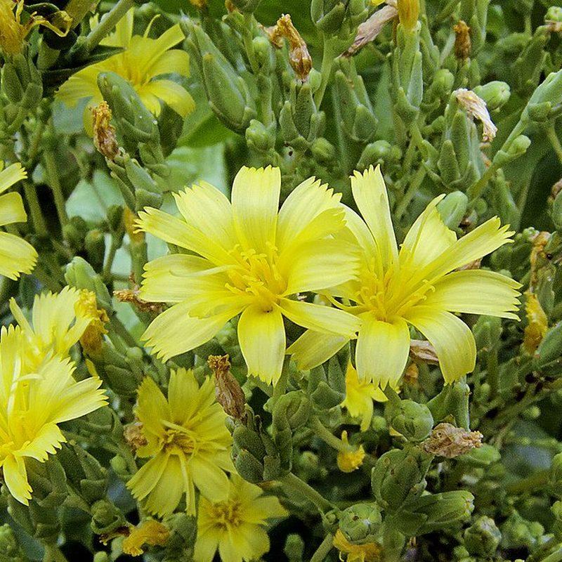 Laitue (Lactuca)