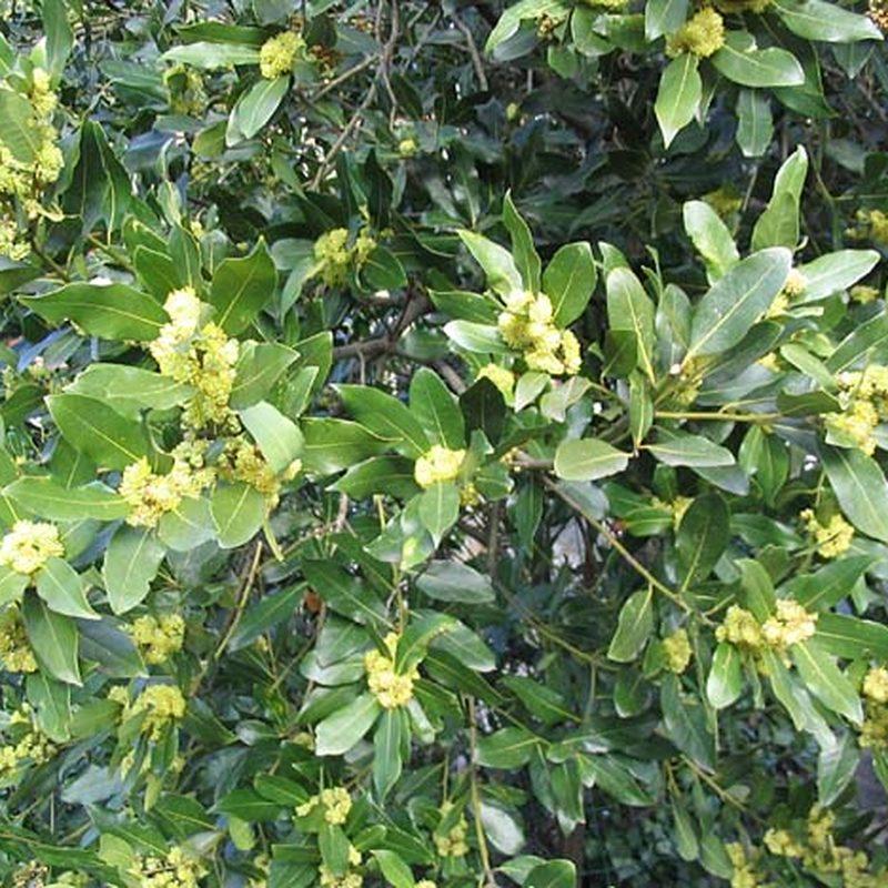 Laurier-sauce (Laurus nobilis)