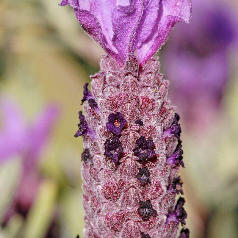 Lavande papillon (Lavandula stoechas)