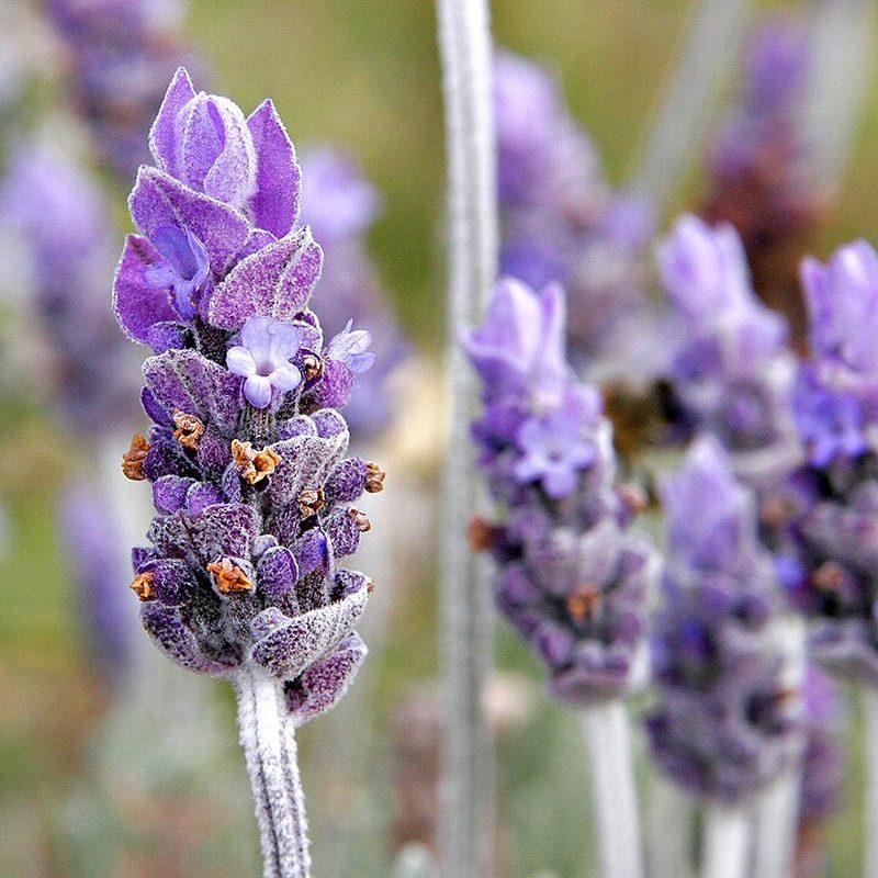 Lavande (Lavandula)