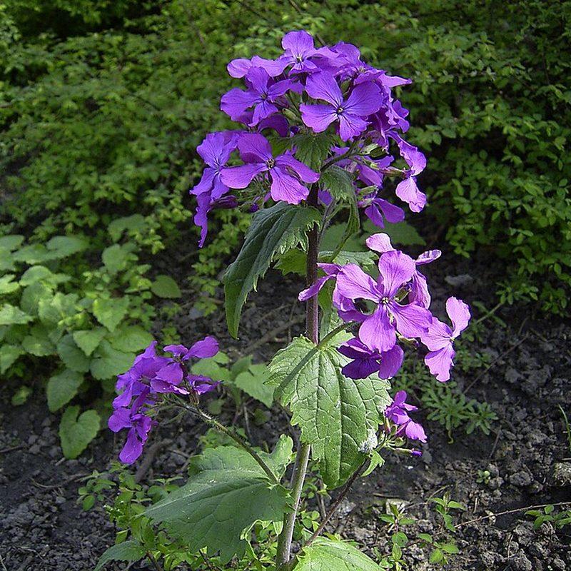 Lunaire annuelle (Lunaria annua)