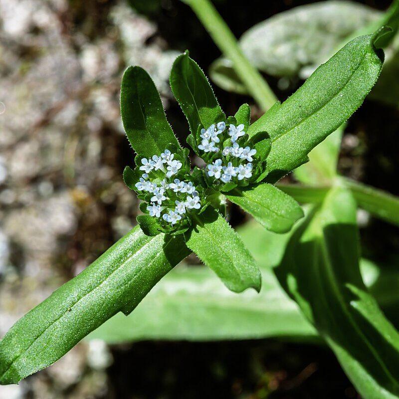 Mâche (Valerianella locusta)