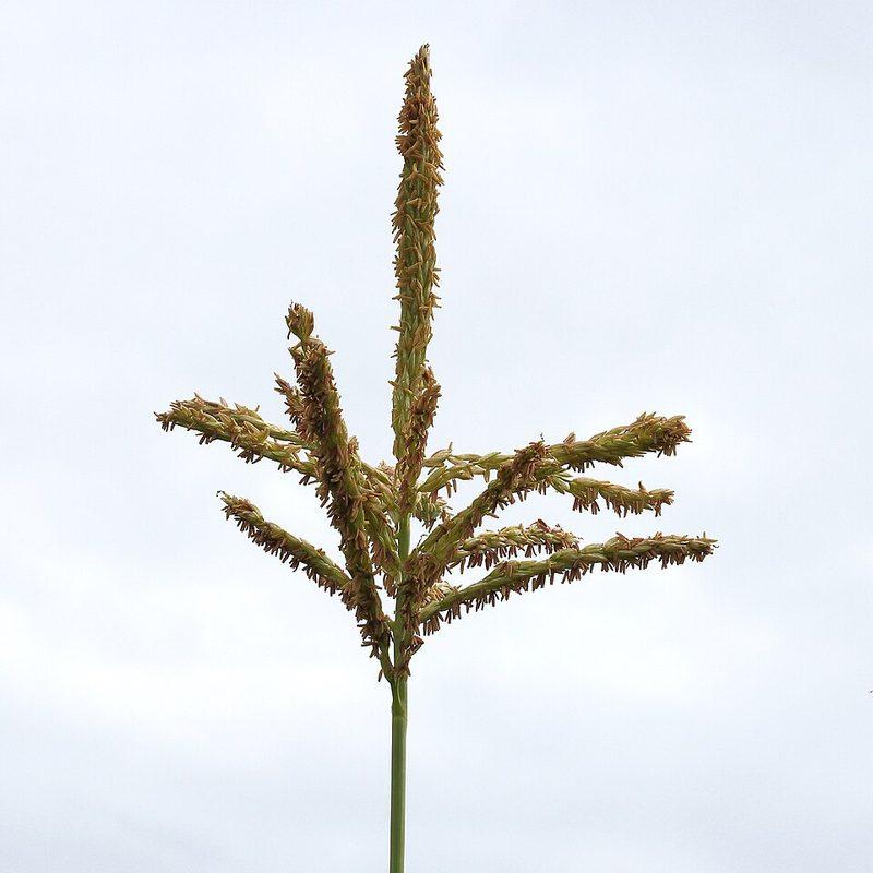 Maïs à éclater (Zea mays var. everta)