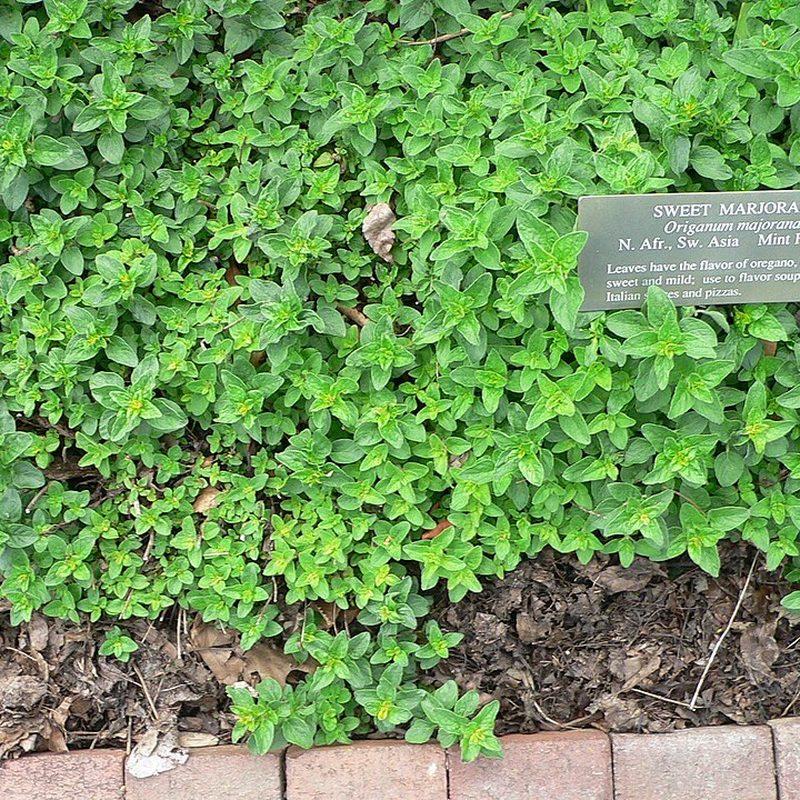 Marjolaine (Origanum majorana)