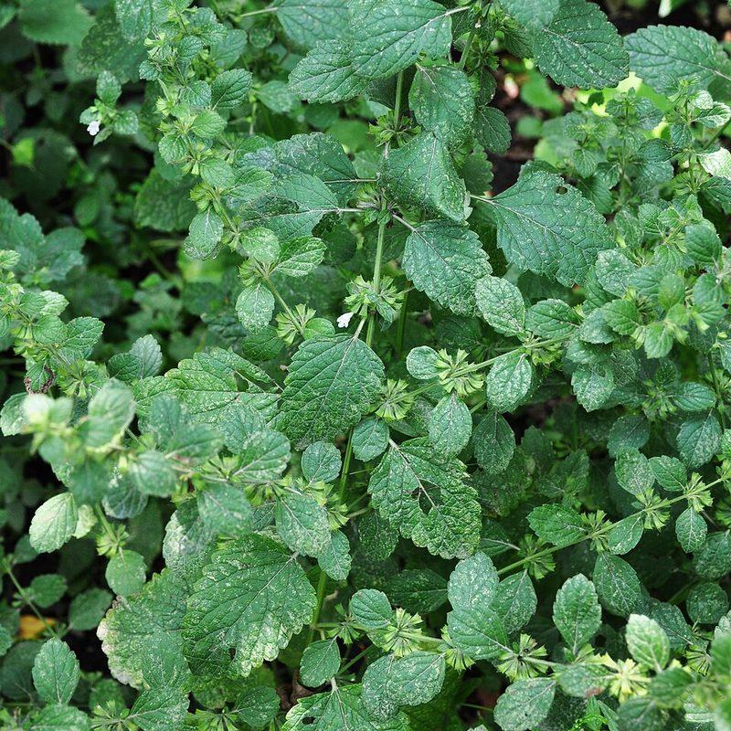 Mélisse (Melissa officinalis)