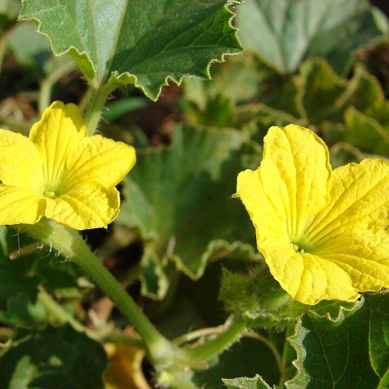 Melon (Cucumis melo)