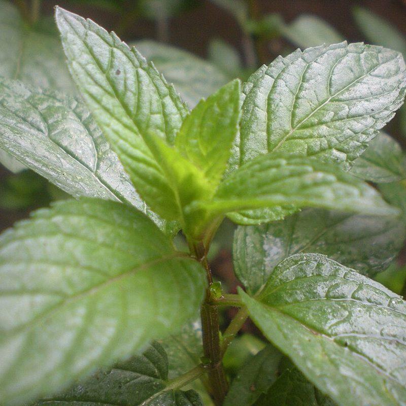 Menthe poivrée (Mentha ×piperita)