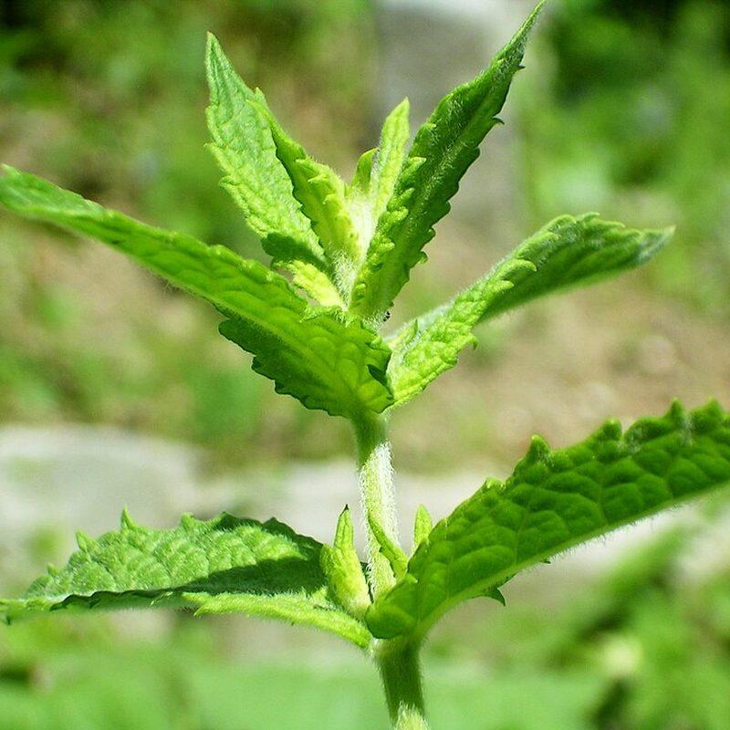 Menthe verte (Mentha spicata)