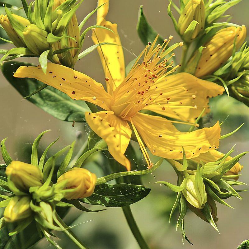 Millepertuis perforé (Hypericum perforatum)