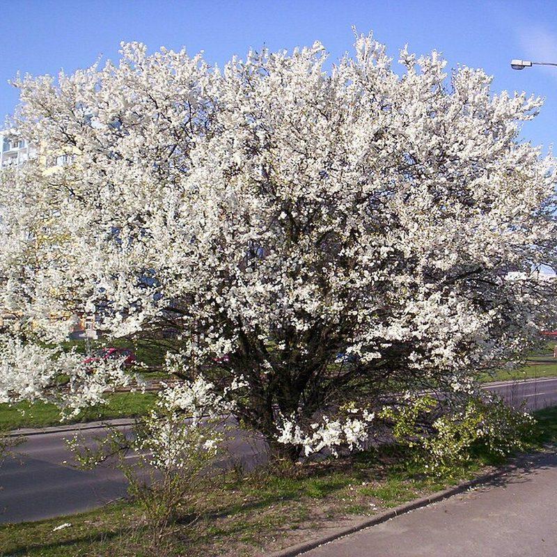 Mirabellier (Prunus domestica subsp. syriaca)