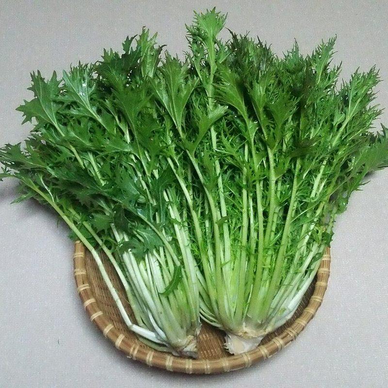 Mizuna (Brassica rapa subsp. nipposinica)