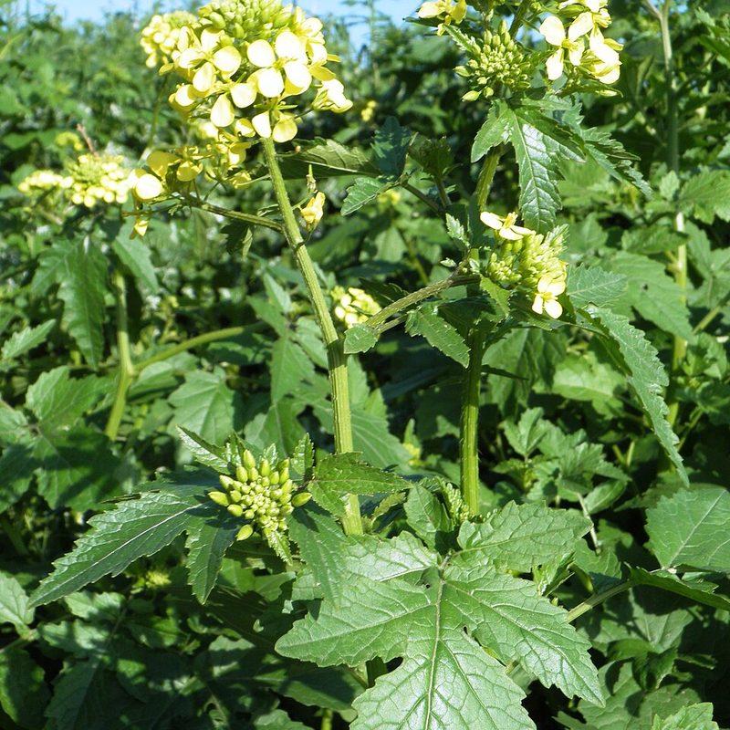 Moutarde blanche (Sinapis alba)