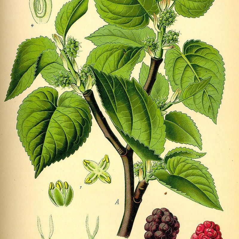 Mûrier noir (Morus nigra)
