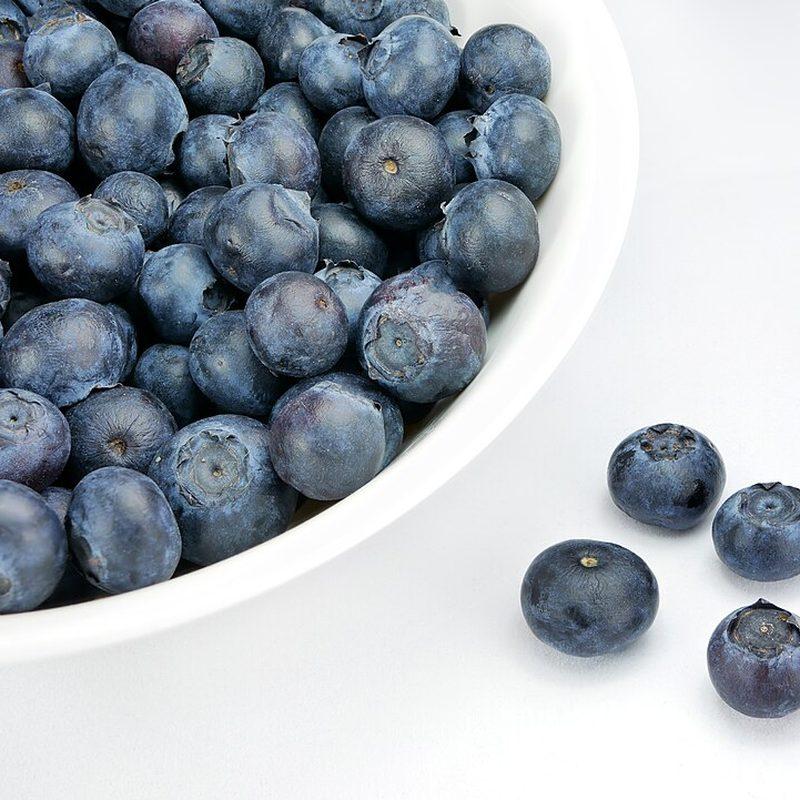 Myrtillier américain (Vaccinium sect. Cyanococcus)