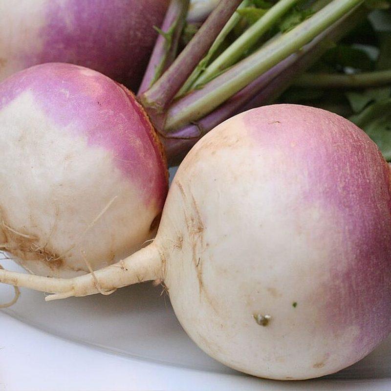Navet (Brassica rapa subsp. rapa)