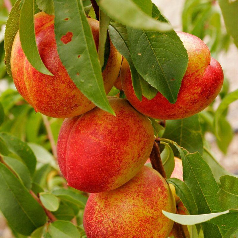 Nectarinier (Prunus persica var. nucipersica)