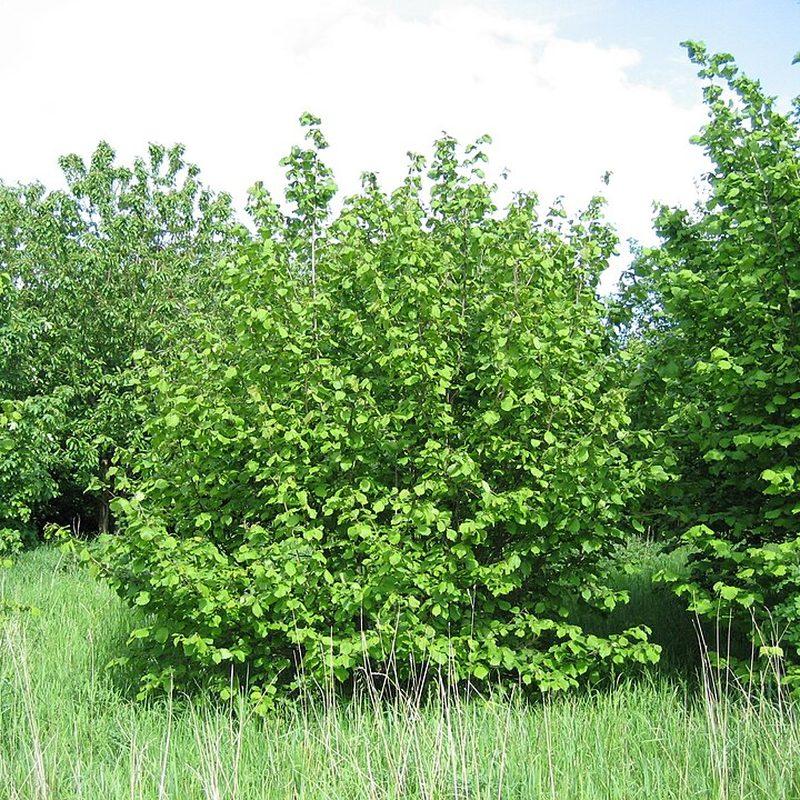 Noisetier (Corylus avellana)