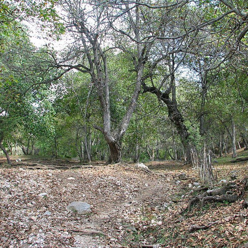 Noyer (Juglans regia)