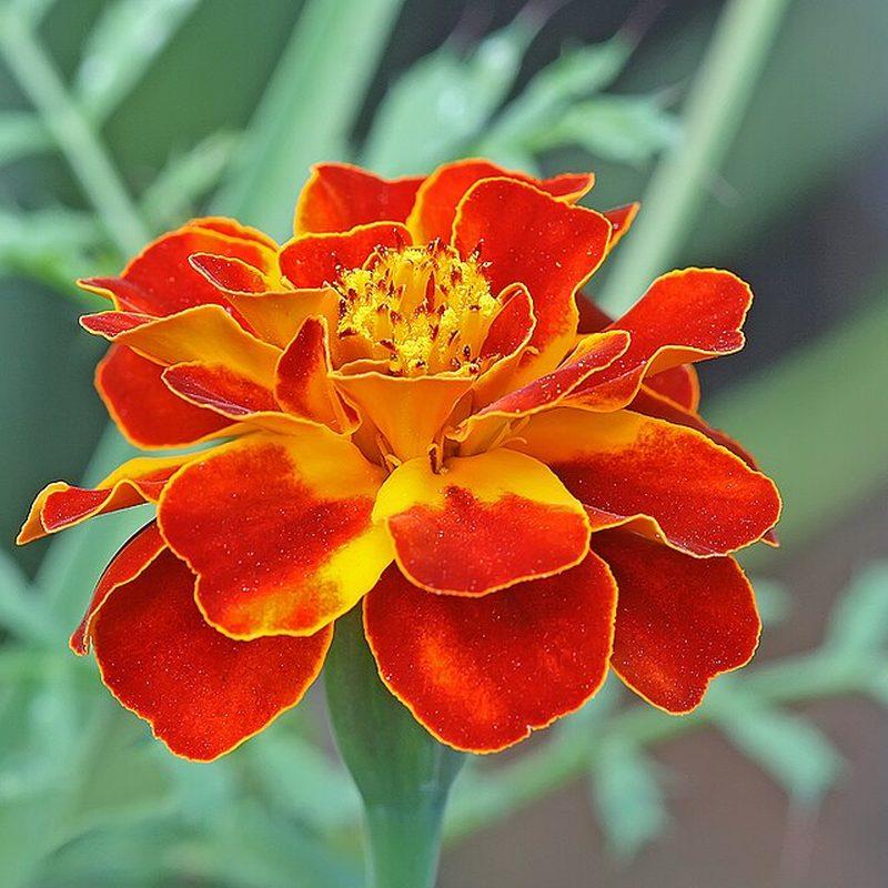 Œillet d'Inde (Tagetes patula)