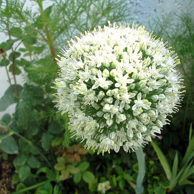 Oignon (Allium cepa)