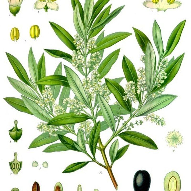 Olivier (Olea europaea var. europaea)