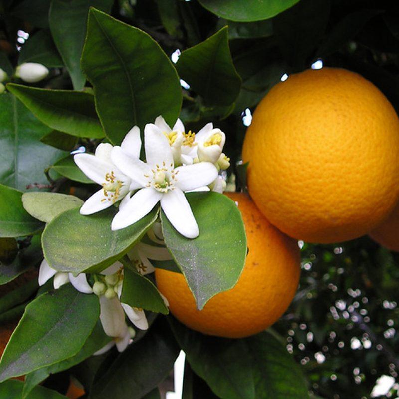 Oranger (Citrus ×sinensis)