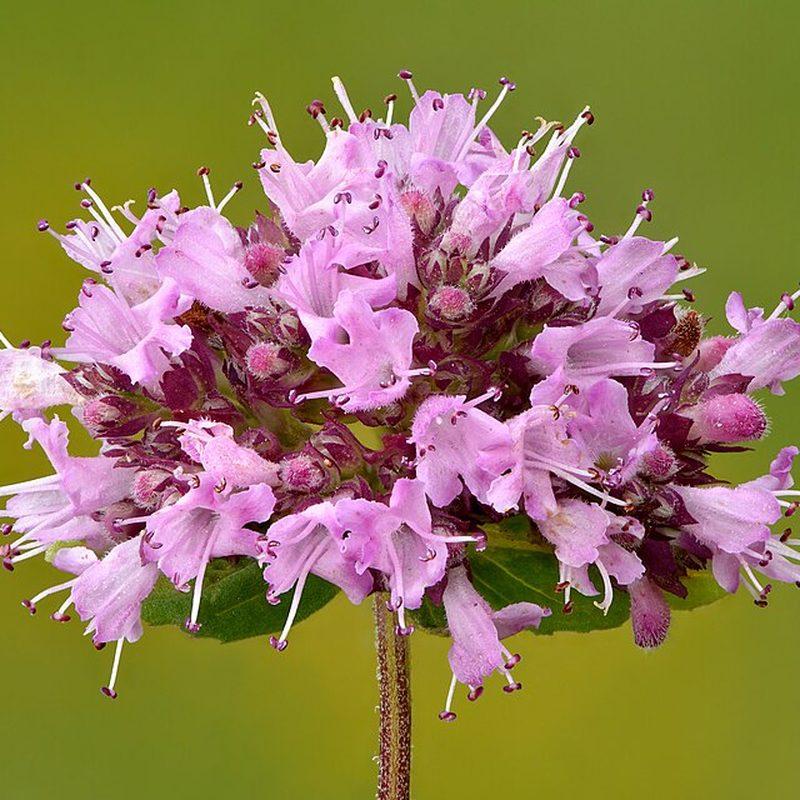 Origan (Origanum vulgare)