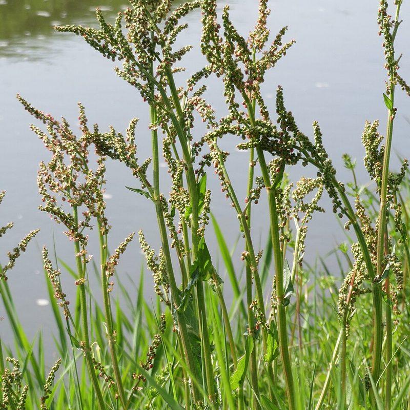 Oseille (Rumex acetosa)