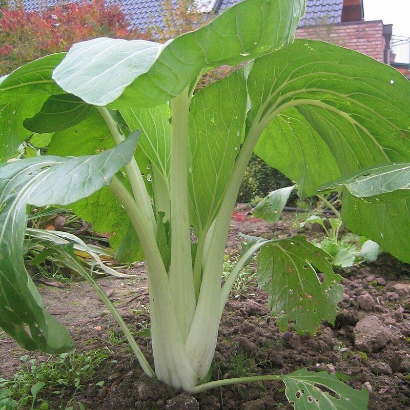 Pak-choï (Brassica rapa subsp. chinensis)